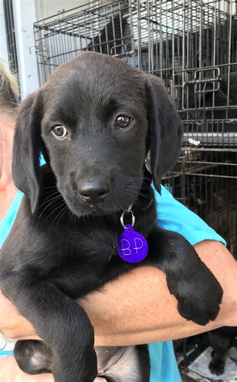 lab dogs for adoption in florida.